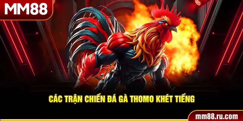 Các trận chiến đá gà Thomo khét tiếng